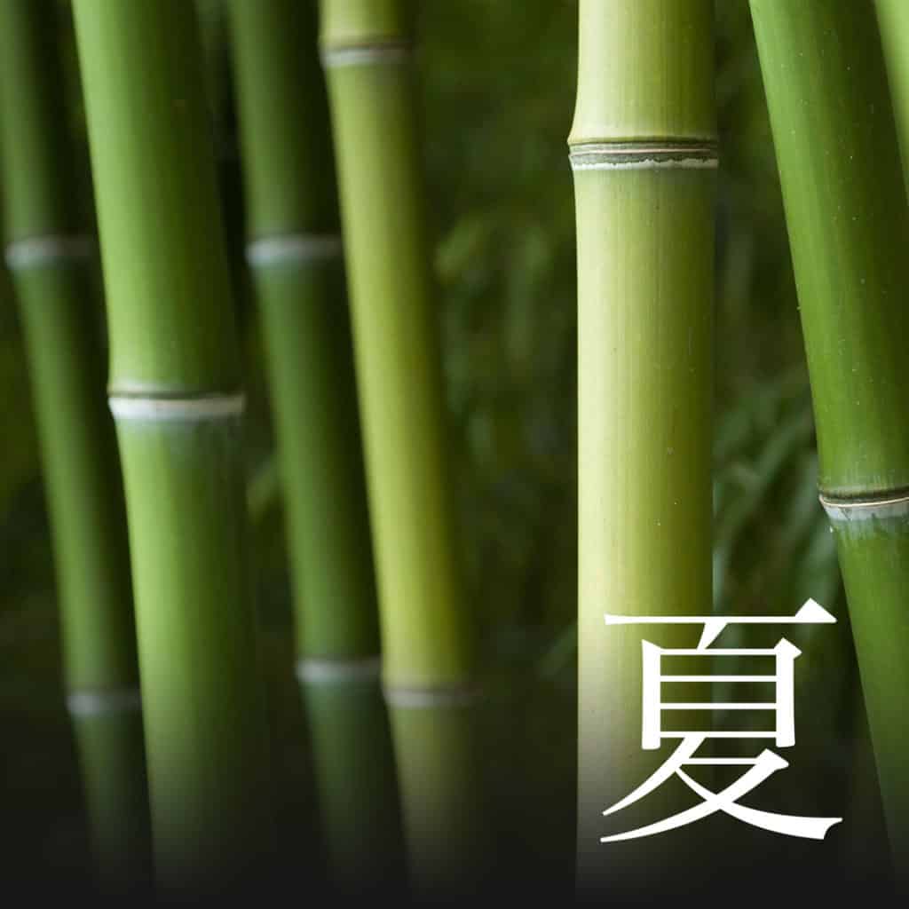 Summer Bambus
